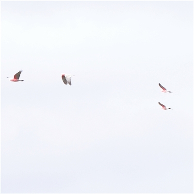 Eolophus roseicapilla (Galah) at Gundaroo, NSW - 2 Nov 2024 by ConBoekel