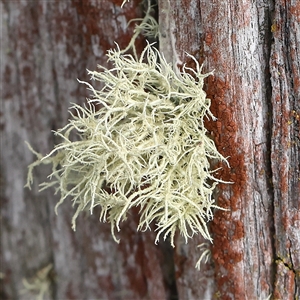 Usnea sp. (genus) at Gundaroo, NSW - 2 Nov 2024