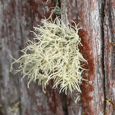 Usnea sp. (genus) (Bearded lichen) at Gundaroo, NSW - 2 Nov 2024 by ConBoekel