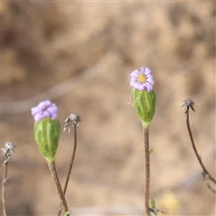 Vittadinia muelleri (Narrow-leafed New Holland Daisy) at Gundaroo, NSW - 2 Nov 2024 by ConBoekel