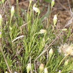 Vittadinia muelleri at Gundaroo, NSW - 2 Nov 2024