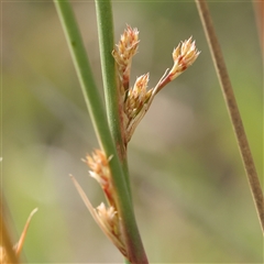 Juncus (genus) (A Rush) at Gundaroo, NSW - 2 Nov 2024 by ConBoekel