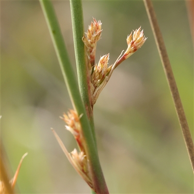Juncus (genus) (A Rush) at Gundaroo, NSW - 2 Nov 2024 by ConBoekel