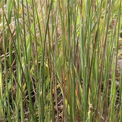 Juncus sp. at Gundaroo, NSW - 2 Nov 2024 08:59 AM