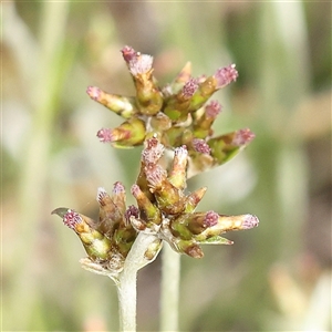 Euchiton japonicus at Gundaroo, NSW - 2 Nov 2024