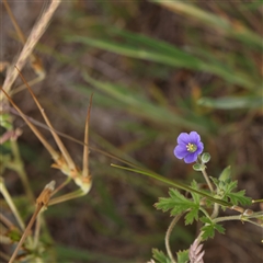 Erodium crinitum (Native Crowfoot) at Gundaroo, NSW - 2 Nov 2024 by ConBoekel