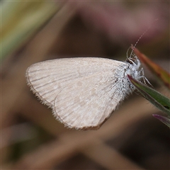 Zizina otis (Common Grass-Blue) at Gundaroo, NSW - 1 Nov 2024 by ConBoekel