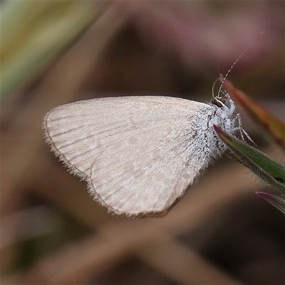 Zizina otis (Common Grass-Blue) at Gundaroo, NSW - 1 Nov 2024 by ConBoekel