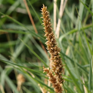 Carex appressa at Gundaroo, NSW - 2 Nov 2024 09:04 AM