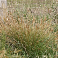 Carex appressa at Gundaroo, NSW - 2 Nov 2024 09:04 AM