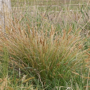 Carex appressa at Gundaroo, NSW - 2 Nov 2024 09:04 AM