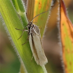 Philobota pilipes (A concealer moth) at Gundaroo, NSW - 2 Nov 2024 by ConBoekel