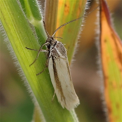 Philobota pilipes (A concealer moth) at Gundaroo, NSW - 1 Nov 2024 by ConBoekel