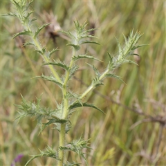 Carthamus lanatus (Saffron Thistle) at Gundaroo, NSW - 1 Nov 2024 by ConBoekel