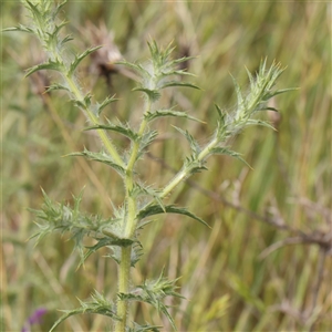 Carthamus lanatus at Gundaroo, NSW - 2 Nov 2024 09:07 AM