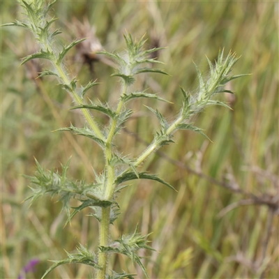 Carthamus lanatus (Saffron Thistle) at Gundaroo, NSW - 1 Nov 2024 by ConBoekel