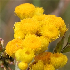 Chrysocephalum apiculatum (Common Everlasting) at Gundaroo, NSW - 1 Nov 2024 by ConBoekel