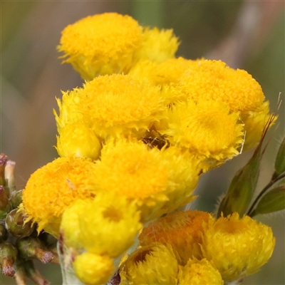 Chrysocephalum apiculatum (Common Everlasting) at Gundaroo, NSW - 2 Nov 2024 by ConBoekel