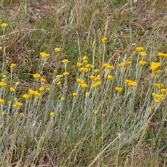 Chrysocephalum apiculatum at Gundaroo, NSW - 2 Nov 2024 09:09 AM