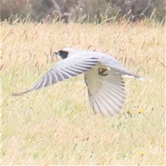 Coracina novaehollandiae (Black-faced Cuckooshrike) at Gundaroo, NSW - 2 Nov 2024 by ConBoekel