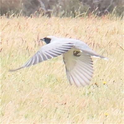 Coracina novaehollandiae (Black-faced Cuckooshrike) at Gundaroo, NSW - 1 Nov 2024 by ConBoekel