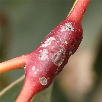Unverified Unverified Insect Gall at Gundaroo, NSW - 2 Nov 2024 by ConBoekel