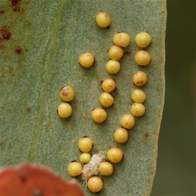 Unidentified Unidentified Insect Gall at Gundaroo, NSW - 1 Nov 2024 by ConBoekel