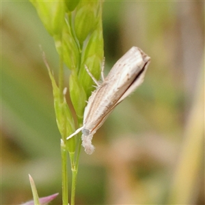 Culladia cuneiferellus at Gundaroo, NSW - 2 Nov 2024