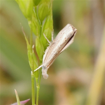 Culladia cuneiferellus (Crambinae moth) at Gundaroo, NSW - 2 Nov 2024 by ConBoekel