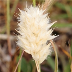 Rytidosperma carphoides (Short Wallaby Grass) at Gundaroo, NSW - 2 Nov 2024 by ConBoekel