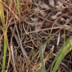 Rytidosperma carphoides at Gundaroo, NSW - 2 Nov 2024