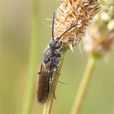 Thynninae (subfamily) (Smooth flower wasp) at Gundaroo, NSW - 1 Nov 2024 by ConBoekel