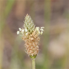 Plantago lanceolata (Ribwort Plantain, Lamb's Tongues) at Gundaroo, NSW - 1 Nov 2024 by ConBoekel