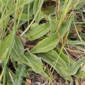 Plantago lanceolata at Gundaroo, NSW - 2 Nov 2024 09:16 AM