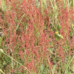 Rumex acetosella (Sheep Sorrel) at Gundaroo, NSW - 1 Nov 2024 by ConBoekel