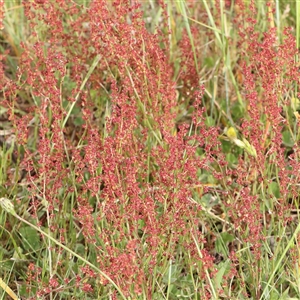 Rumex acetosella at Gundaroo, NSW - 2 Nov 2024