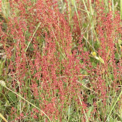 Rumex acetosella (Sheep Sorrel) at Gundaroo, NSW - 1 Nov 2024 by ConBoekel