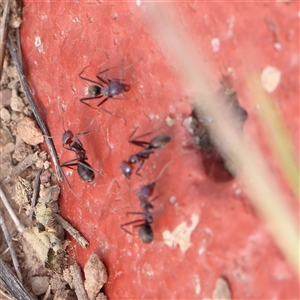 Iridomyrmex purpureus at Gundaroo, NSW - 2 Nov 2024 09:19 AM