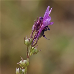 Linaria pelisseriana (Pelisser's Toadflax) at Gundaroo, NSW - 1 Nov 2024 by ConBoekel