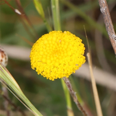 Leptorhynchos squamatus (Scaly Buttons) at Gundaroo, NSW - 1 Nov 2024 by ConBoekel