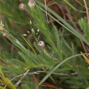 Leptorhynchos squamatus at Gundaroo, NSW - 2 Nov 2024 09:21 AM