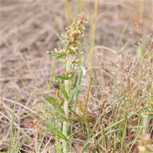 Gamochaeta sp. at Gundaroo, NSW - 2 Nov 2024