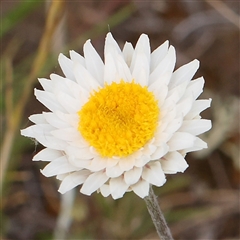 Leucochrysum albicans subsp. tricolor (Hoary Sunray) at Gundaroo, NSW - 1 Nov 2024 by ConBoekel