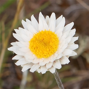 Leucochrysum albicans subsp. tricolor at Gundaroo, NSW - 2 Nov 2024 09:23 AM