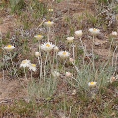 Leucochrysum albicans subsp. tricolor at Gundaroo, NSW - 2 Nov 2024 09:23 AM