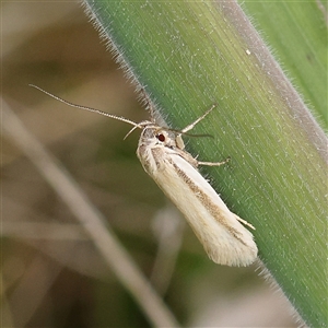 Philobota pilipes at Gundaroo, NSW - 2 Nov 2024