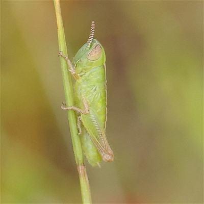 Praxibulus sp. (genus) (A grasshopper) at Gundaroo, NSW - 1 Nov 2024 by ConBoekel