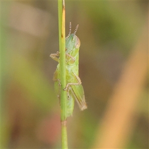 Praxibulus sp. (genus) at Gundaroo, NSW - 2 Nov 2024