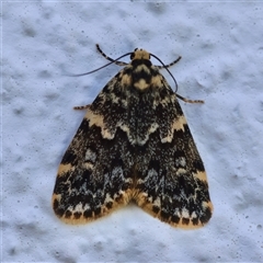 Halone coryphoea (Eastern Halone moth) at Hughes, ACT - 3 Nov 2024 by LisaH