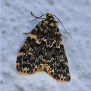 Halone coryphoea at Hughes, ACT - 3 Nov 2024 11:54 AM